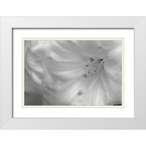 White Rhodies II White Modern Wood Framed Art Print with Double Matting by Crane, Rita