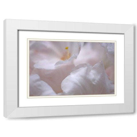 Rosy Petals I White Modern Wood Framed Art Print with Double Matting by Crane, Rita