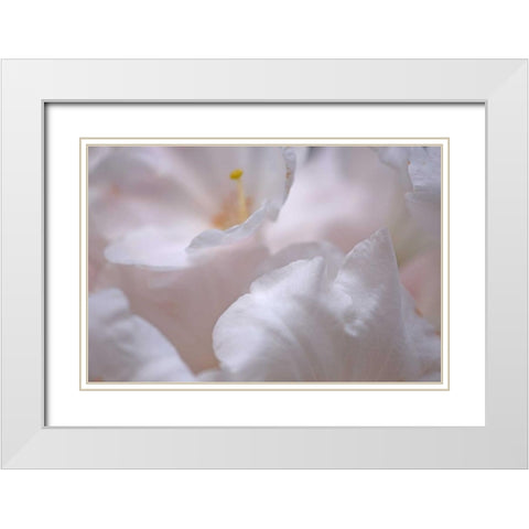 Rosy Petals I White Modern Wood Framed Art Print with Double Matting by Crane, Rita