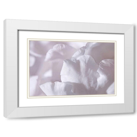 Rosy Petals II White Modern Wood Framed Art Print with Double Matting by Crane, Rita