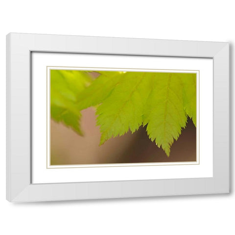 Maple Leaf II White Modern Wood Framed Art Print with Double Matting by Crane, Rita
