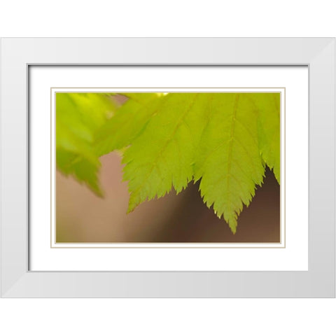 Maple Leaf II White Modern Wood Framed Art Print with Double Matting by Crane, Rita