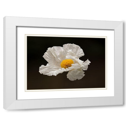 Floating Matilija I White Modern Wood Framed Art Print with Double Matting by Crane, Rita