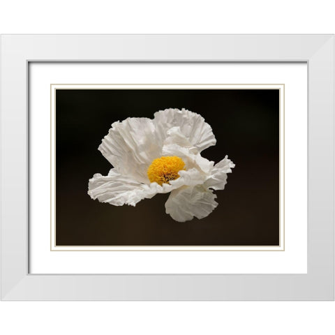 Floating Matilija I White Modern Wood Framed Art Print with Double Matting by Crane, Rita