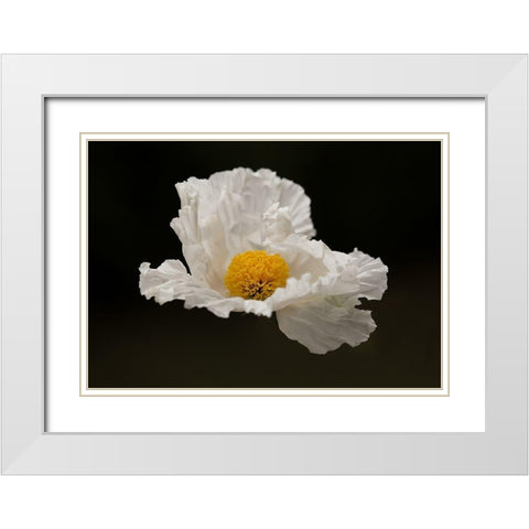 Floating Matilija II White Modern Wood Framed Art Print with Double Matting by Crane, Rita