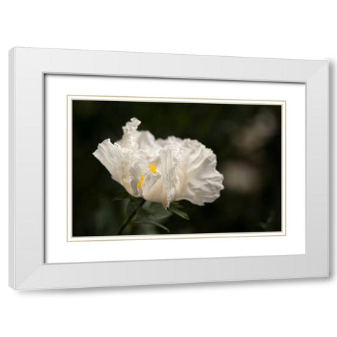 Matilija Blossom I White Modern Wood Framed Art Print with Double Matting by Crane, Rita