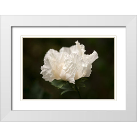 Matilija Blossom II White Modern Wood Framed Art Print with Double Matting by Crane, Rita
