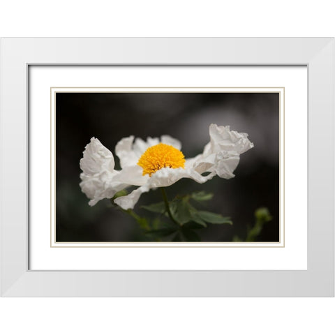 Matilija Poppy I White Modern Wood Framed Art Print with Double Matting by Crane, Rita