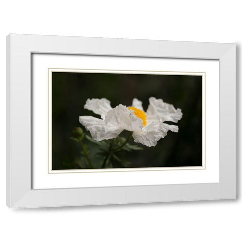 Matilija Poppy II White Modern Wood Framed Art Print with Double Matting by Crane, Rita