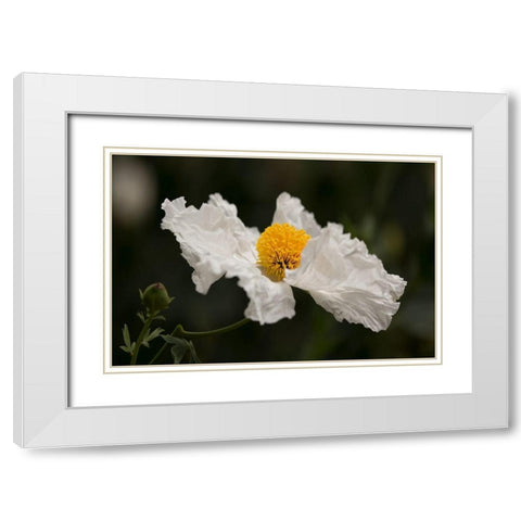 Matilija Poppy III White Modern Wood Framed Art Print with Double Matting by Crane, Rita