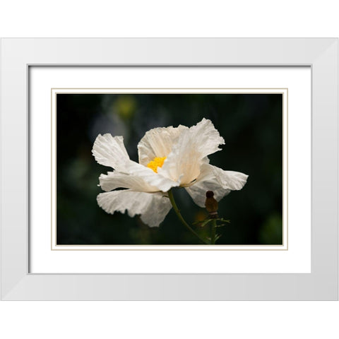 Matilija Poppy IV White Modern Wood Framed Art Print with Double Matting by Crane, Rita