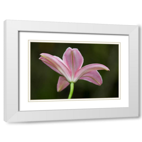 Lily I White Modern Wood Framed Art Print with Double Matting by Crane, Rita