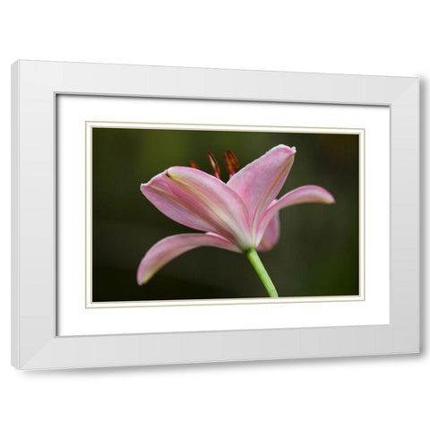 Lily II White Modern Wood Framed Art Print with Double Matting by Crane, Rita