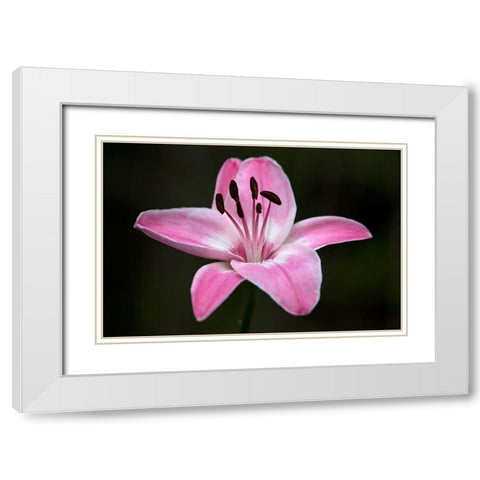 Pink Lily I White Modern Wood Framed Art Print with Double Matting by Crane, Rita