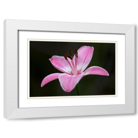 Pink Lily II White Modern Wood Framed Art Print with Double Matting by Crane, Rita
