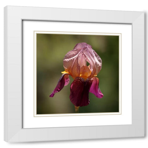 Annemaries Irises I White Modern Wood Framed Art Print with Double Matting by Crane, Rita