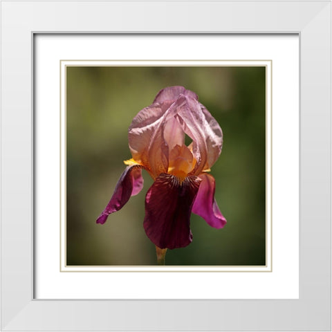 Annemaries Irises I White Modern Wood Framed Art Print with Double Matting by Crane, Rita