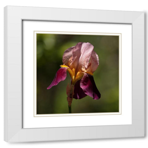 Annemaries Irises II White Modern Wood Framed Art Print with Double Matting by Crane, Rita