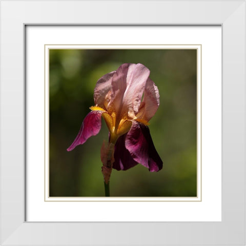 Annemaries Irises II White Modern Wood Framed Art Print with Double Matting by Crane, Rita