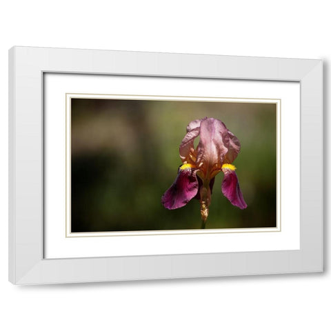 Annemaries Irises IV White Modern Wood Framed Art Print with Double Matting by Crane, Rita
