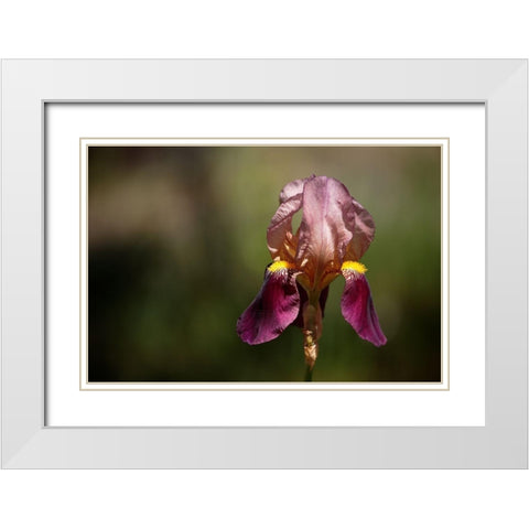 Annemaries Irises IV White Modern Wood Framed Art Print with Double Matting by Crane, Rita