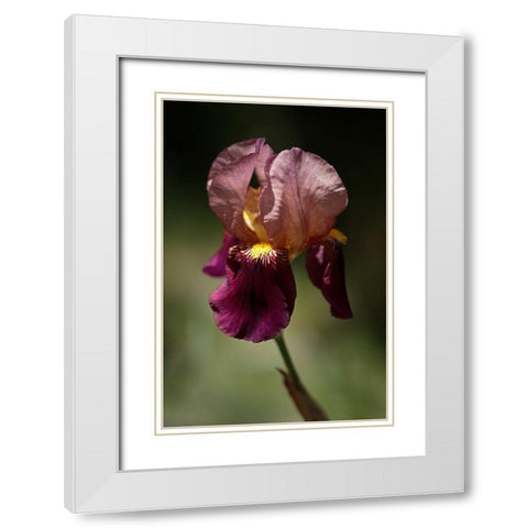 Annemaries Irises V White Modern Wood Framed Art Print with Double Matting by Crane, Rita