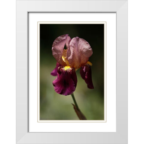 Annemaries Irises V White Modern Wood Framed Art Print with Double Matting by Crane, Rita
