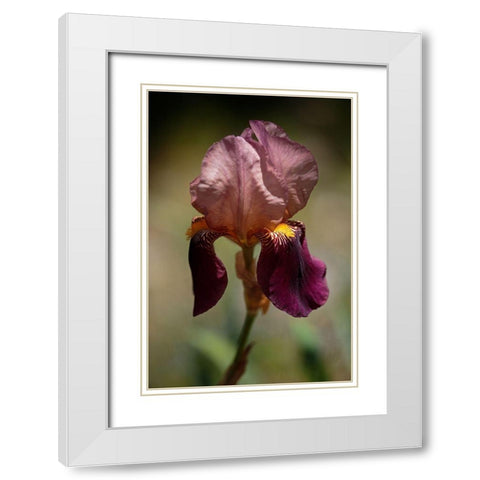 Annemaries Irises VI White Modern Wood Framed Art Print with Double Matting by Crane, Rita