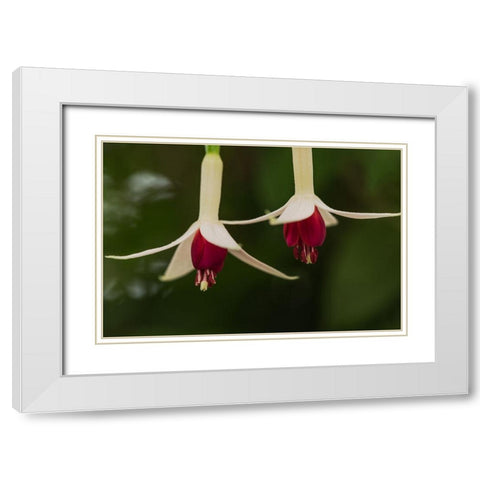 Dancing Fuchsias I White Modern Wood Framed Art Print with Double Matting by Crane, Rita