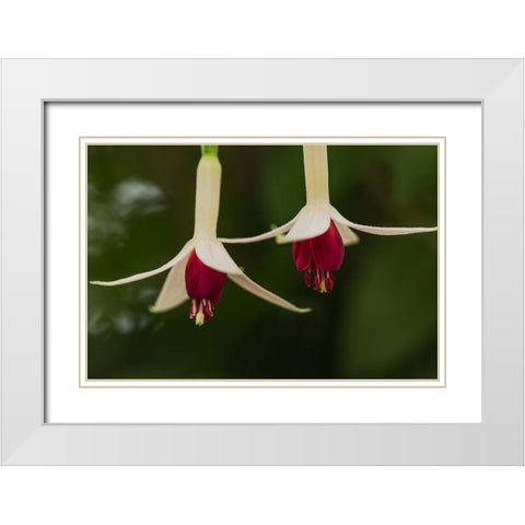 Dancing Fuchsias I White Modern Wood Framed Art Print with Double Matting by Crane, Rita