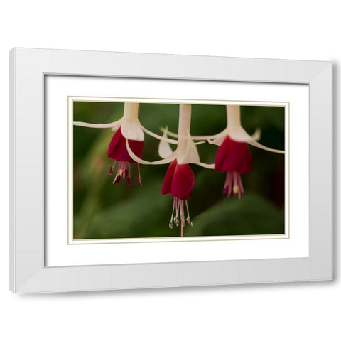 Dancing Fuchsias II White Modern Wood Framed Art Print with Double Matting by Crane, Rita