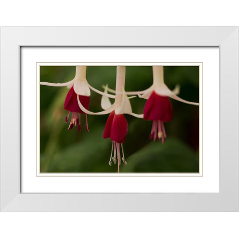 Dancing Fuchsias II White Modern Wood Framed Art Print with Double Matting by Crane, Rita