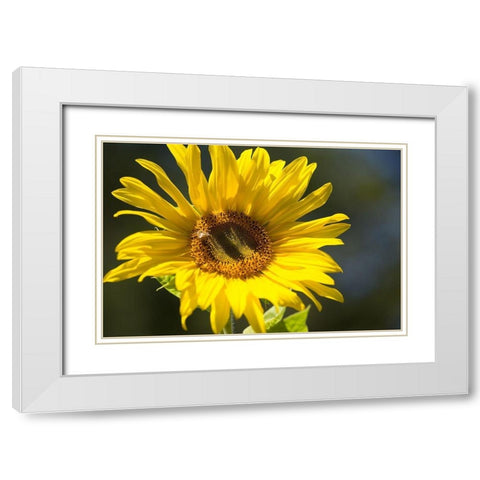 Sunflower and Bee I White Modern Wood Framed Art Print with Double Matting by Crane, Rita