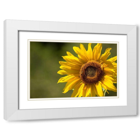 Sunflower and Bee II White Modern Wood Framed Art Print with Double Matting by Crane, Rita