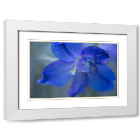 Delphinium Flower II White Modern Wood Framed Art Print with Double Matting by Crane, Rita