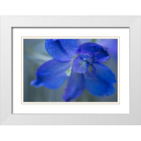 Delphinium Flower II White Modern Wood Framed Art Print with Double Matting by Crane, Rita