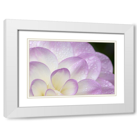 Lavender Dahlia I White Modern Wood Framed Art Print with Double Matting by Crane, Rita