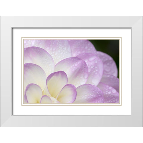 Lavender Dahlia I White Modern Wood Framed Art Print with Double Matting by Crane, Rita