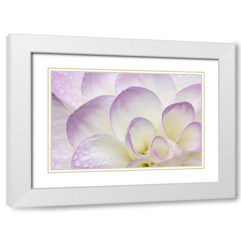 Lavender Dahlia II White Modern Wood Framed Art Print with Double Matting by Crane, Rita