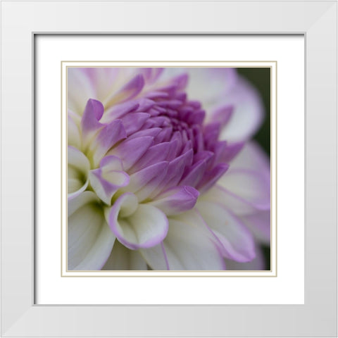 Lavender Dahlia III White Modern Wood Framed Art Print with Double Matting by Crane, Rita