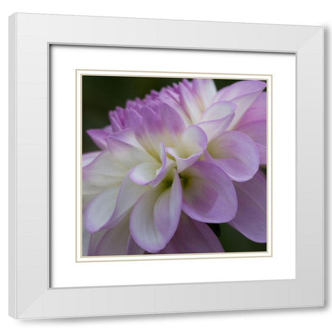 Lavender Dahlia IV White Modern Wood Framed Art Print with Double Matting by Crane, Rita