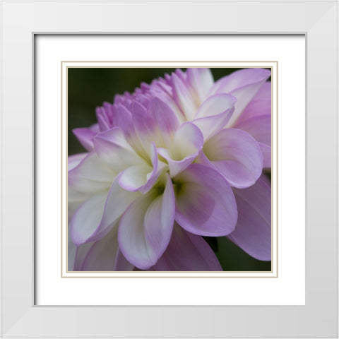 Lavender Dahlia IV White Modern Wood Framed Art Print with Double Matting by Crane, Rita