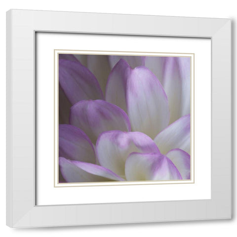 Lavender Dahlia V White Modern Wood Framed Art Print with Double Matting by Crane, Rita