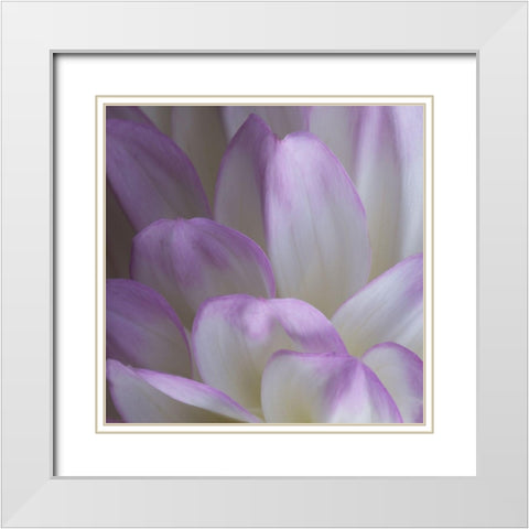 Lavender Dahlia V White Modern Wood Framed Art Print with Double Matting by Crane, Rita