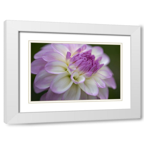 Lavender Dahlia VII White Modern Wood Framed Art Print with Double Matting by Crane, Rita