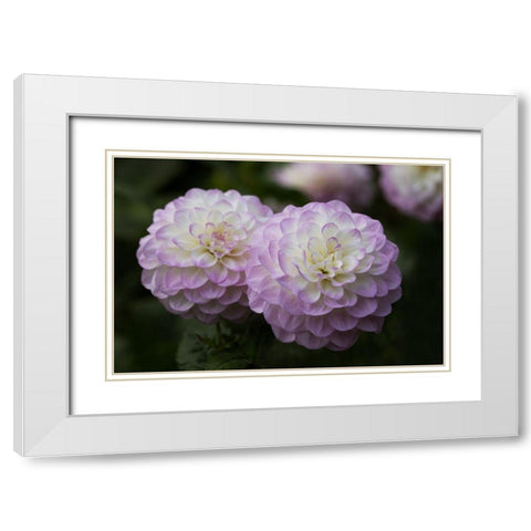 Lavender Dahlia IX White Modern Wood Framed Art Print with Double Matting by Crane, Rita