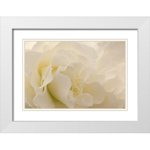 Delicate Begonia I White Modern Wood Framed Art Print with Double Matting by Crane, Rita