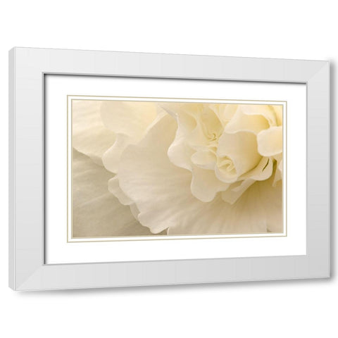 Delicate Begonia II White Modern Wood Framed Art Print with Double Matting by Crane, Rita