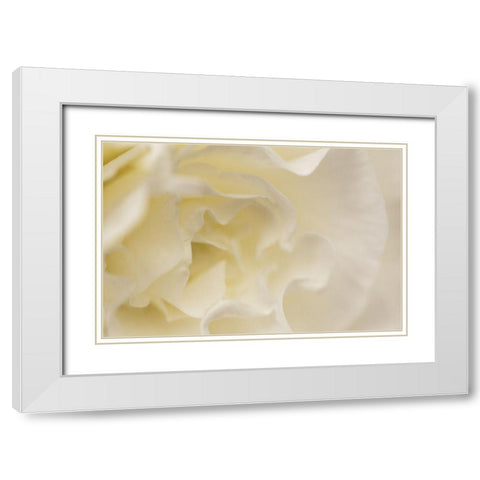 Soft White Begonia I White Modern Wood Framed Art Print with Double Matting by Crane, Rita