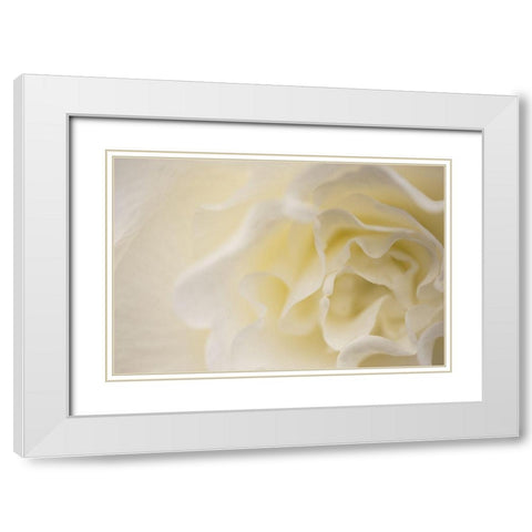 Soft White Begonia II White Modern Wood Framed Art Print with Double Matting by Crane, Rita